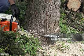 Best Firewood Processing and Delivery  in Butler, AL