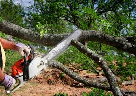 Best Tree Health Inspection  in Butler, AL
