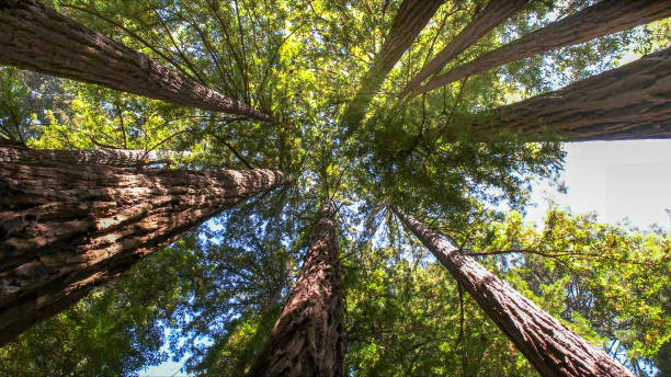 Best Tree and Shrub Care  in Butler, AL