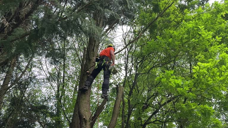 Best Tree Mulching  in Butler, AL