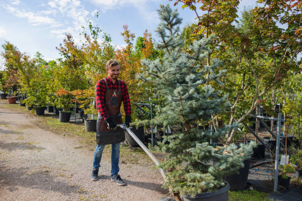 Professional Tree Services in Butler, AL