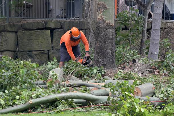 Best Tree Maintenance Programs  in Butler, AL