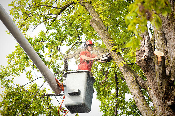 Best Tree Disease Treatment  in Butler, AL