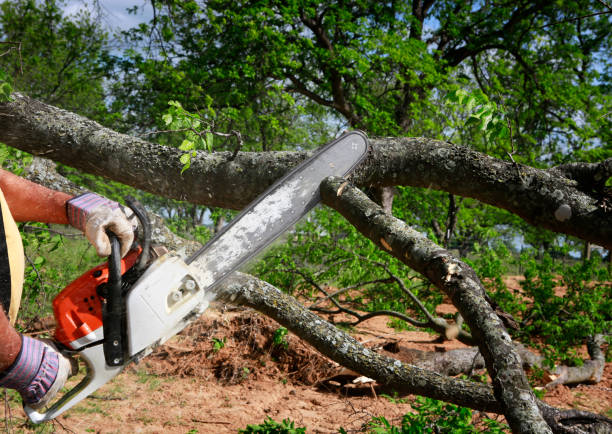 Best Tree Removal  in Butler, AL
