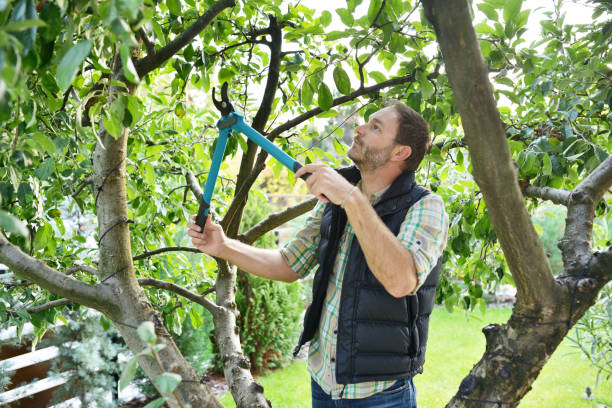 Organic Lawn Care Solutions in Butler, AL